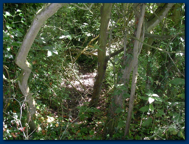 600x449 pixels (223K)